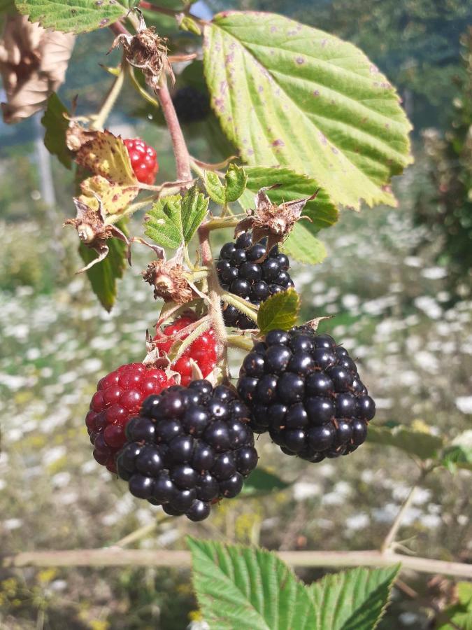 Ca Gennara Agri B&B Porretta Terme Εξωτερικό φωτογραφία